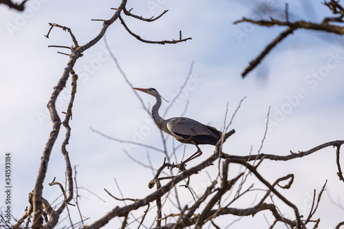 gray herons on the branches make their nests