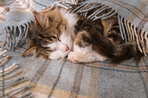 closeup of tabby kitten resting under pale blue woollen blanket with fringe