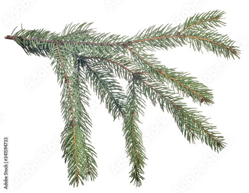 fir dark green small branch isolated on white