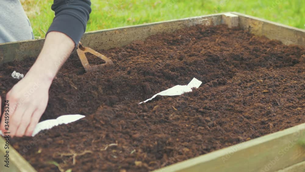 Young man placing seed strip into raised garden bed soil