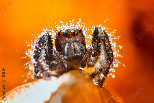  jumping spider,Gedea flavogularis is a species of spider belonging to the family Salticidae photo