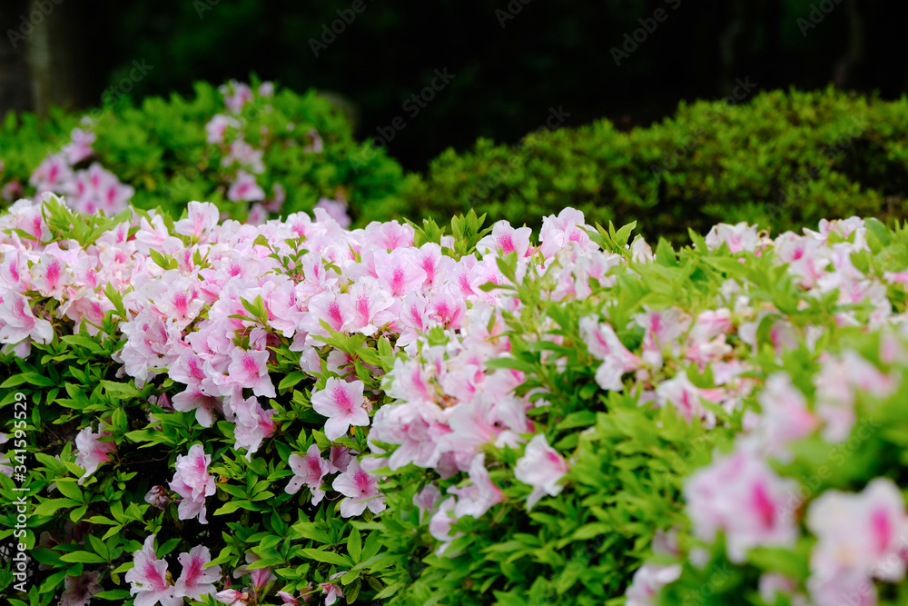 azalea flower azalea flower