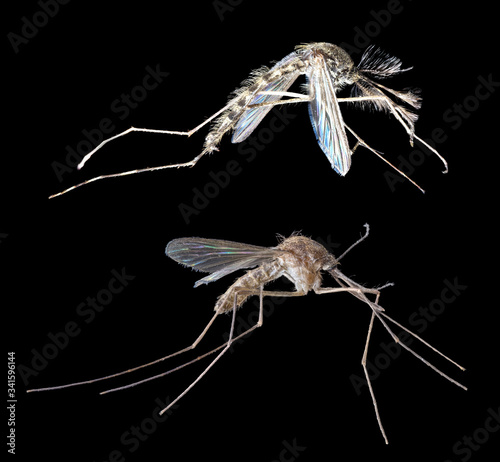 male and female mosquito on black