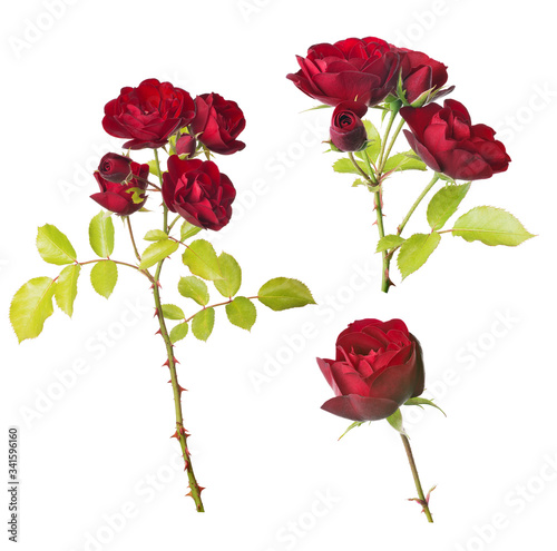 fine red three roses on white