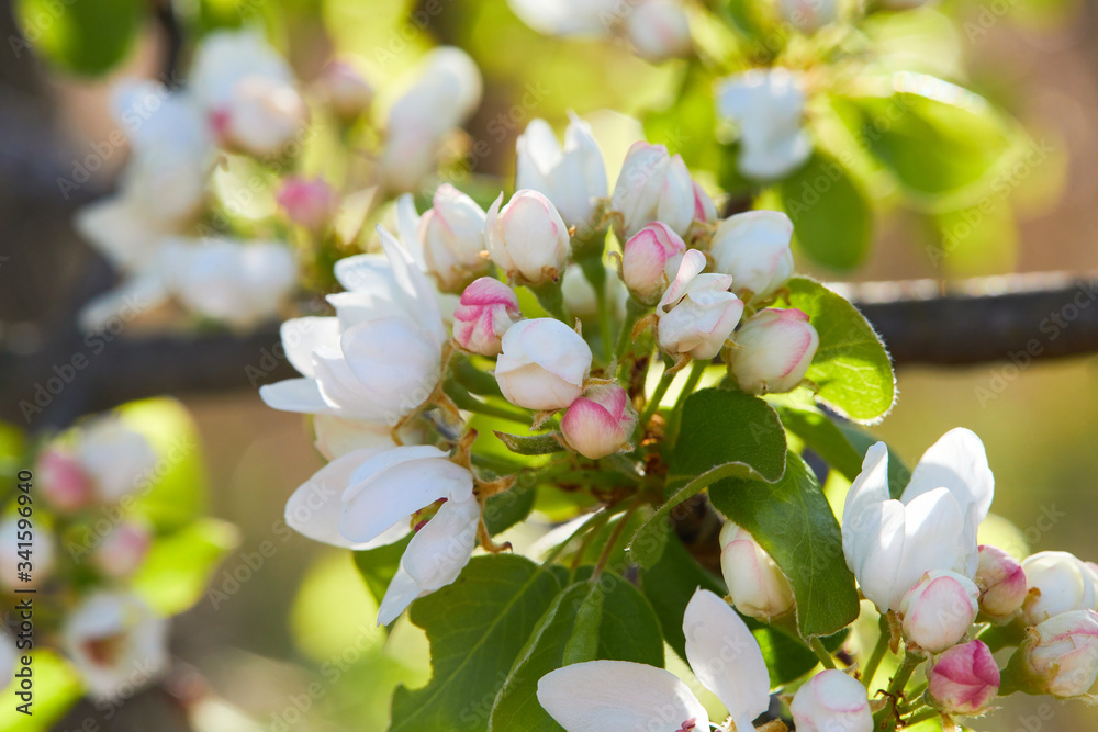 Obraz premium Flowering branch of pear tree. Pear tree flowers and buds. Pear blossom in early spring. Shallow depth of field.