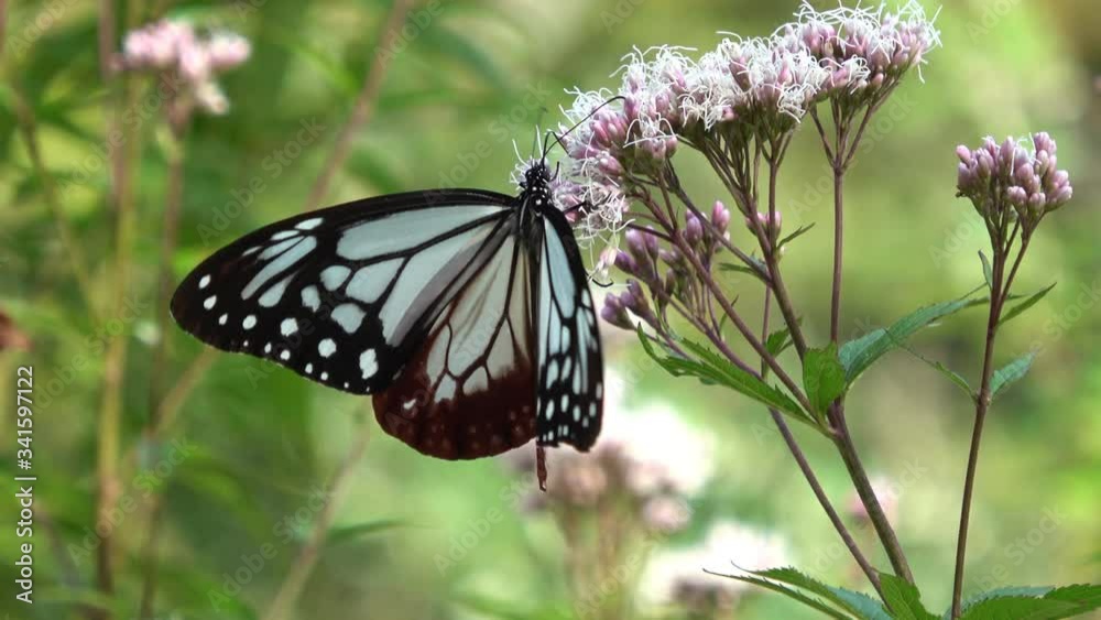 Slow motion of Parantica sita, the chestnut tiger butterfly. Asagimadara. 4K Slow motion of Parantica sita, the chestnut tiger butterfly. Asagimadara. 4K