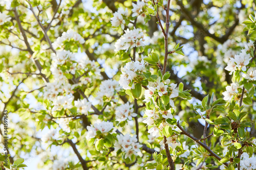 Flowering branch of pear tree. Pear tree flowers and buds. Pear blossom in early spring. Shallow depth of field.