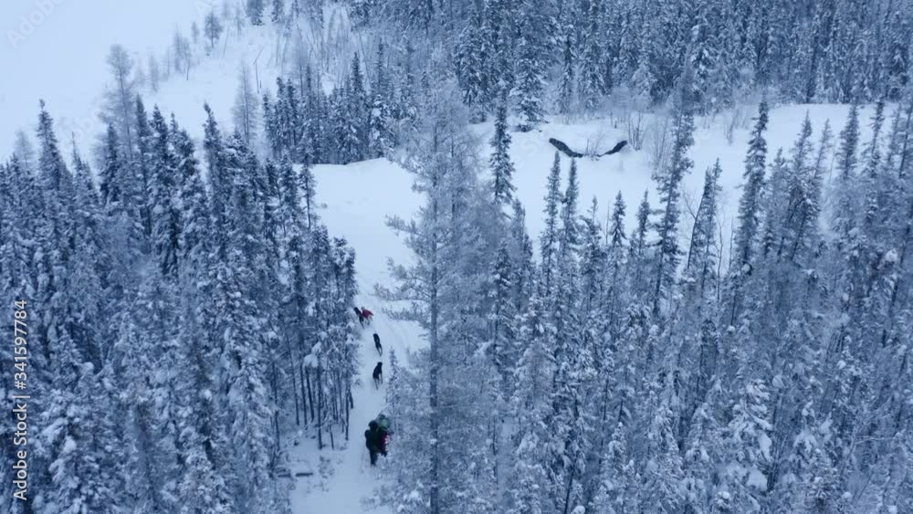 Aerial view directly above dog sledders in the forest Aerial view directly above dog sledders in the forest