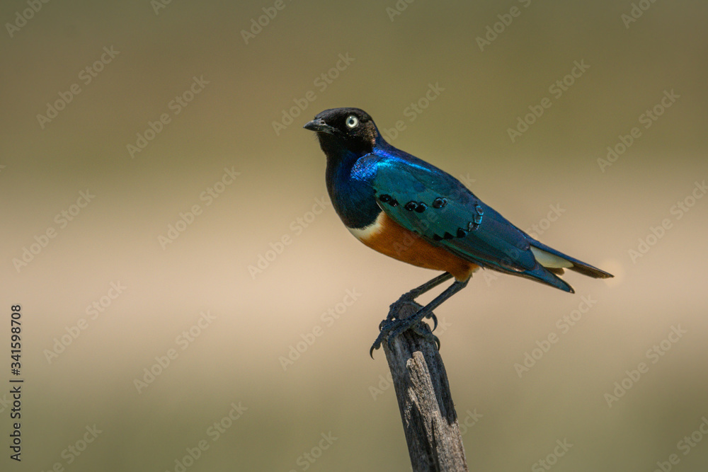 Superb starling on dead tree in profile