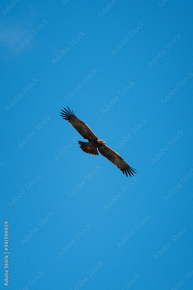 Fototapeta premium Tawny eagle glides under perfect blue sky