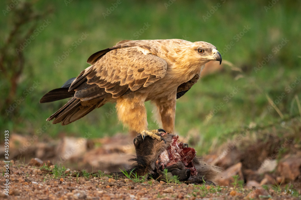 Fototapeta premium Tawny eagle perches on kill eyeing camera