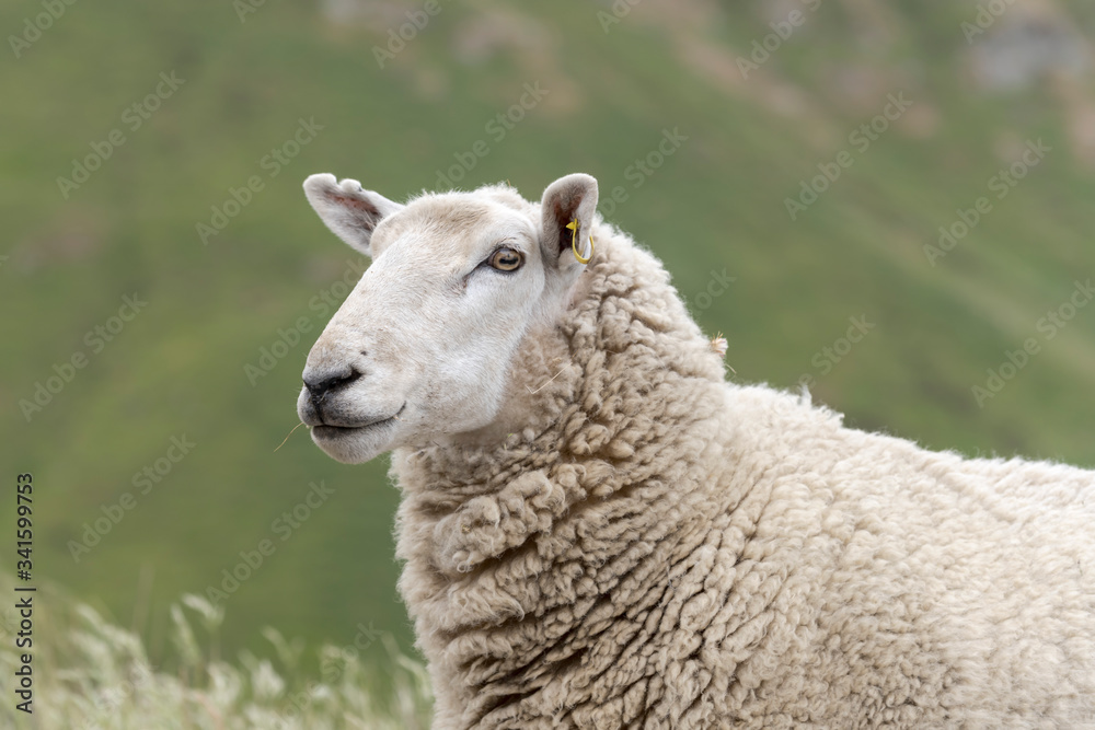 sheep muzzle on green slope, Godley Head, New Zealand