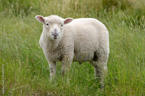  lamb on green slope, Godley Head, New Zealand