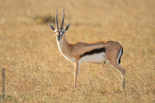 Thomson gazelle stands eyeing camera in grass photo