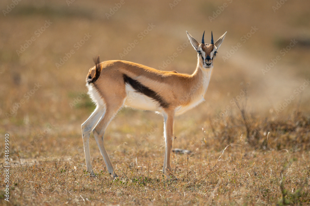 Thomson gazelle stands in savannah eyeing camera Thomson gazelle stands in savannah eyeing camera