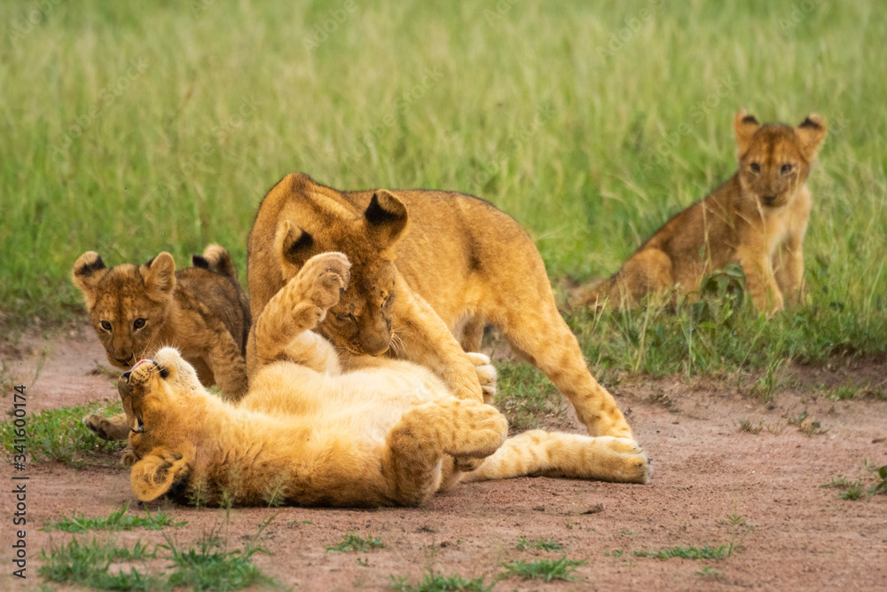 Fototapeta premium Three lion cubs play fighting beside another