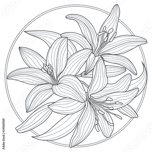 Lilies flowers.Coloring book antistress for children and adults. Illustration isolated on white background.Zen-tangle style. Black and white drawing. T-shirt emblem, logo or tattoo with doodle.