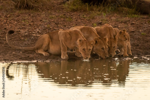 Three lionesses drink from pond by cub