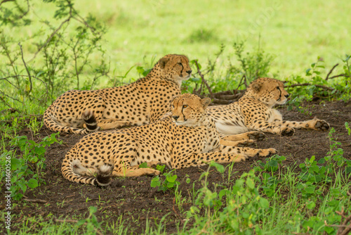 Three male cheetah lying down under tree