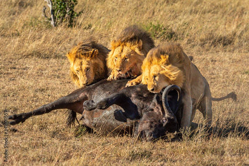 Photography Three male lion eat Cape buffalo carcase