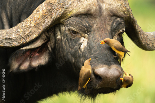 Foto Three yellow-billed oxpeckers on Cape buffalo face
