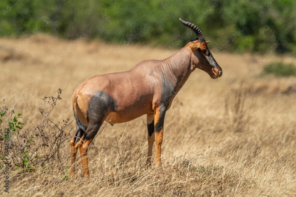 Topi stands on mound in long grass Topi stands on mound in long grass