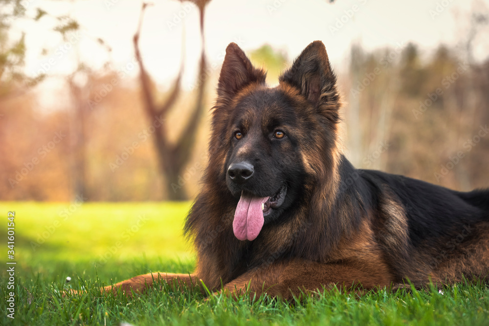 Purebred German shepherd dog lying down in the park. Horizontal with copyspace Purebred German shepherd dog lying down in the park. Horizontal with copyspace