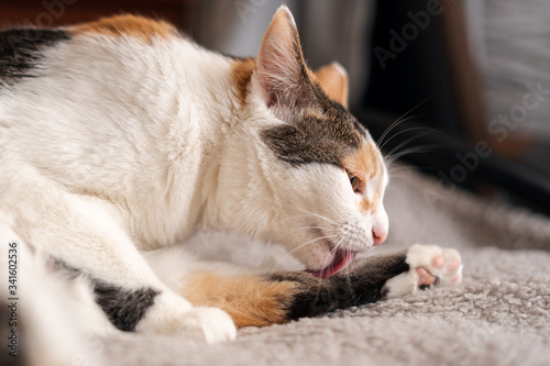 A white and red cat is lying on the bed and licking its hind leg. Close up.