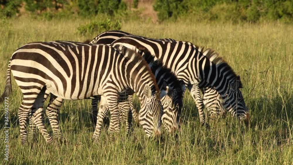 Zebras grazing and walking up close in the Maasai Mara Reserve in Kenya during the Great Migration. Slow motion video. Zebras grazing and walking up close in the Maasai Mara Reserve in Kenya during the Great Migration. Slow motion video.