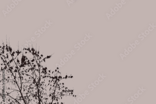 black and white tree branches background