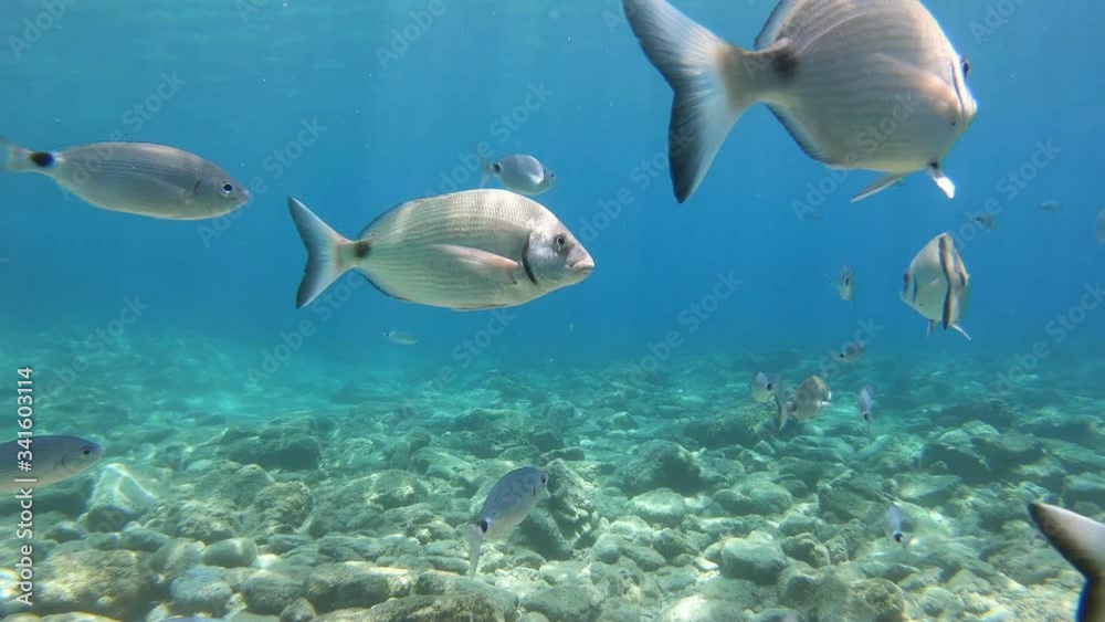 Swim With Fishes, Dive in The Beautiful Sea, Underwater Ambiance Swim With Fishes, Dive in The Beautiful Sea, Underwater Ambiance