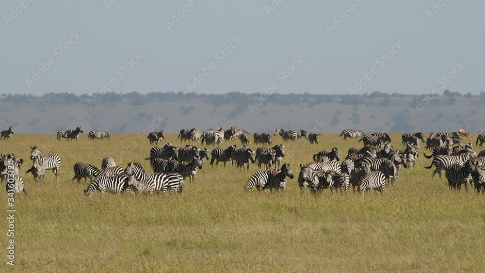 Very large herd of zebras in the grasslands of the Maasai Mara Reserve in Kenya. Very large herd of zebras in the grasslands of the Maasai Mara Reserve in Kenya.