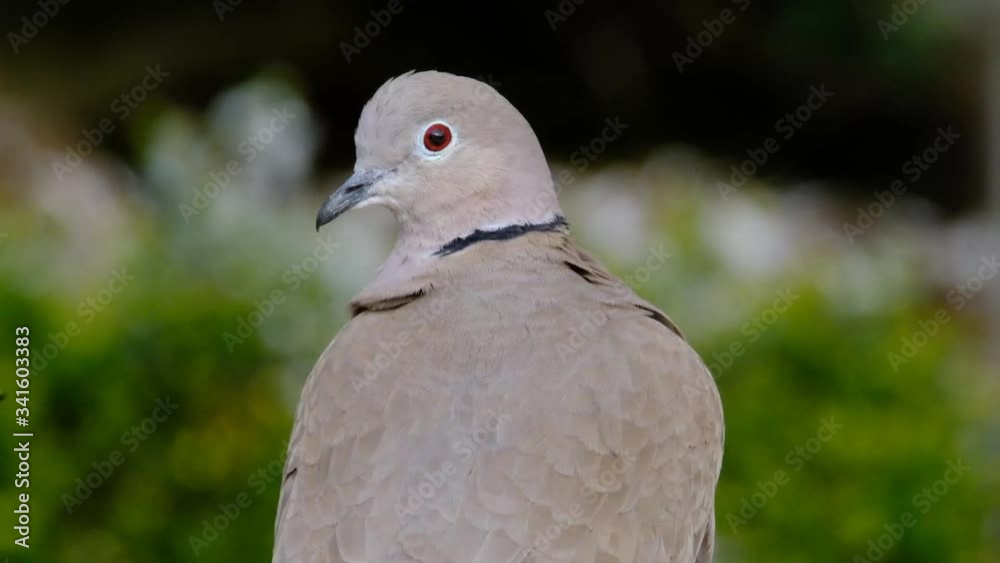 Collared or Ring Neck dove in urban house garden. UK. Collared or Ring Neck dove in urban house garden. UK.