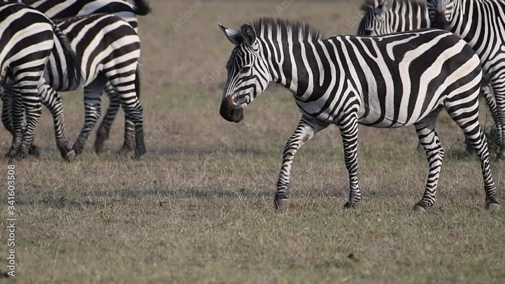 Premium 4K close-up video of zebras walking in the Maasai Mara during the Great Migration. Premium 4K close-up video of zebras walking in the Maasai Mara during the Great Migration.