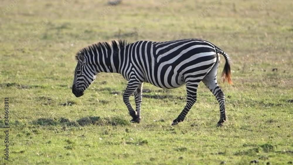 One zebra walking in slow motion in the Maasai Mara Reserve in Kenya during the Great Migration. One zebra walking in slow motion in the Maasai Mara Reserve in Kenya during the Great Migration.