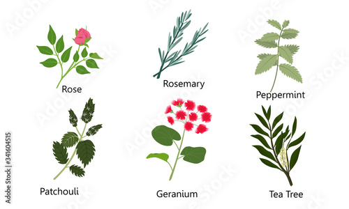 Set of different natural herbs, flowers. Rose, rosemary, peppermint, patchouli, geranium, tea tree.Vector illustration in flat cartoon style