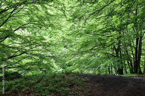 Embrace of Leafes photo