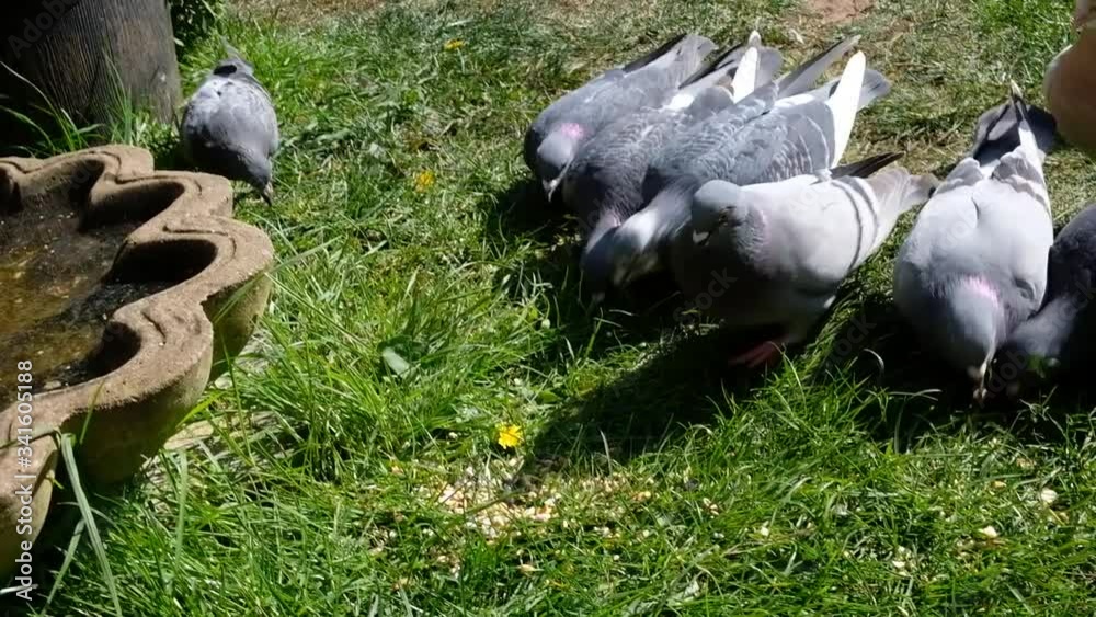 Feral pigeons in urban house garden. Escaped domestic pigeons, now turned feral and searching for food in flocks in towns. UK. Feral pigeons in urban house garden. Escaped domestic pigeons, now turned feral and searching for food in flocks in towns. UK.