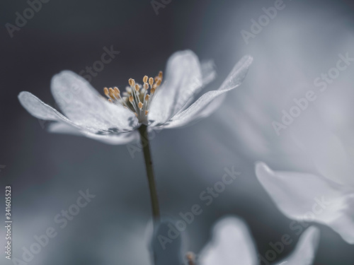 Białe wiosenne kwiaty w słoneczny dzień © Sylwia