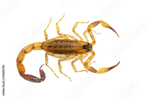 Image of brown scorpion isolated on white background. Insect. Animal.