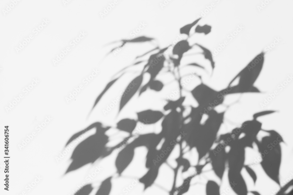 Fototapeta premium a shadow tree with leaves on a gray background. abstract image