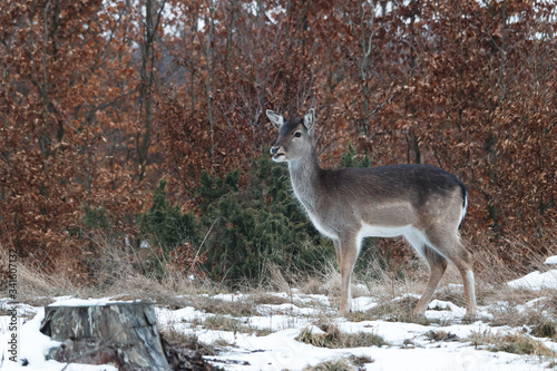 deer in the snow