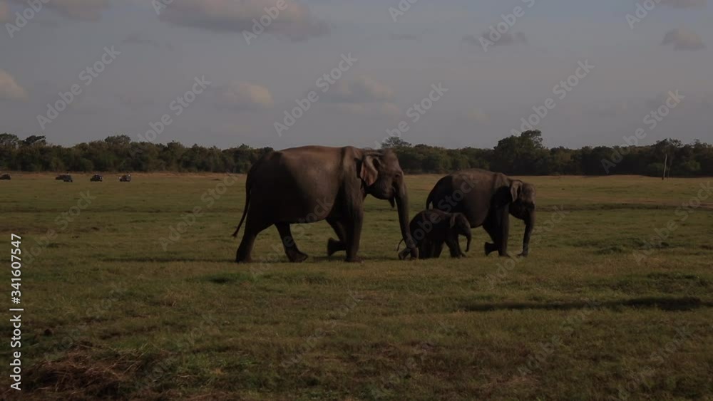Sri Lankan elephant family of three, mother and father protect baby as walk from left to right, 59.94p to 23.98p slow-motion Sri Lankan elephant family of three, mother and father protect baby as walk from left to right, 59.94p to 23.98p slow-motion
