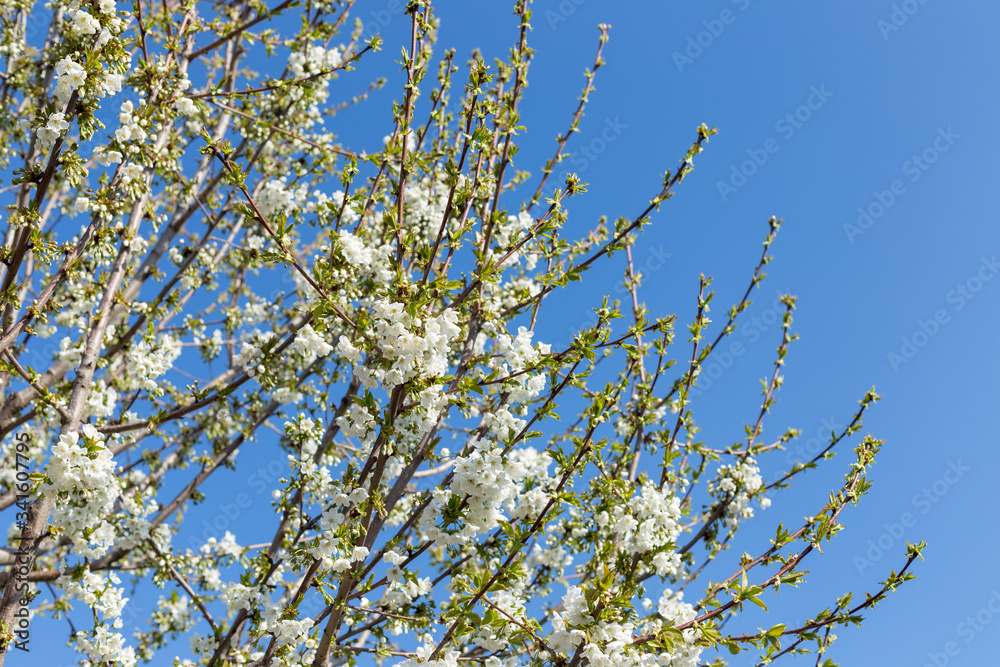 Beautifully blooming cherry trees, background with blooming flowers on a spring day.