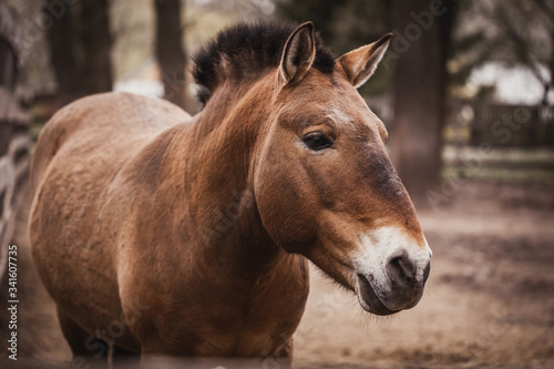 Przewalski's horse runs in the aviary. © Dmytro Titov