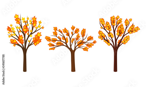 Autumn Trees with Bright Orange Foliage Vector Set © Happypictures