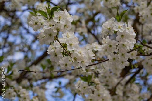 cherry blossom on blue sky background