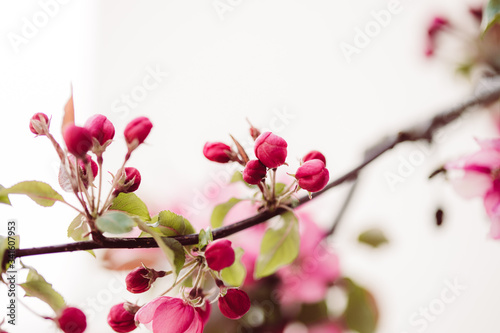 Pinke Apfelblüten mit grünen Blättern