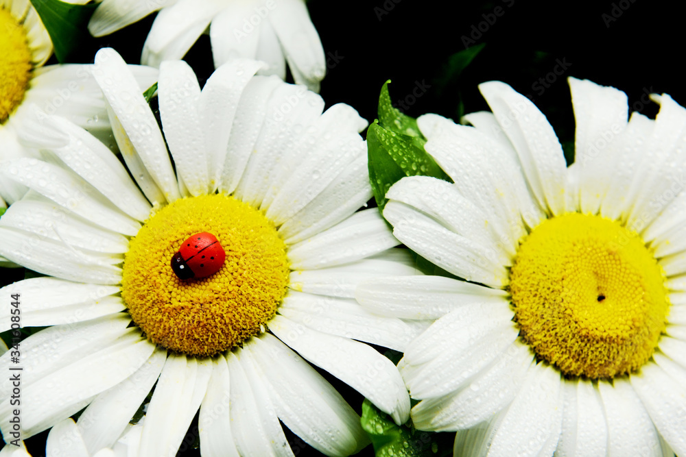 Obraz premium Delicate chamomile flowers close-up. Floral background of white daisies.