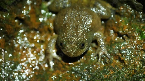 A Wrinkled Frog Male sits on the rock crocking to let the females know where he is and other males away from his area , seen in Amboli forest of Western Ghats in India during monsoon photo